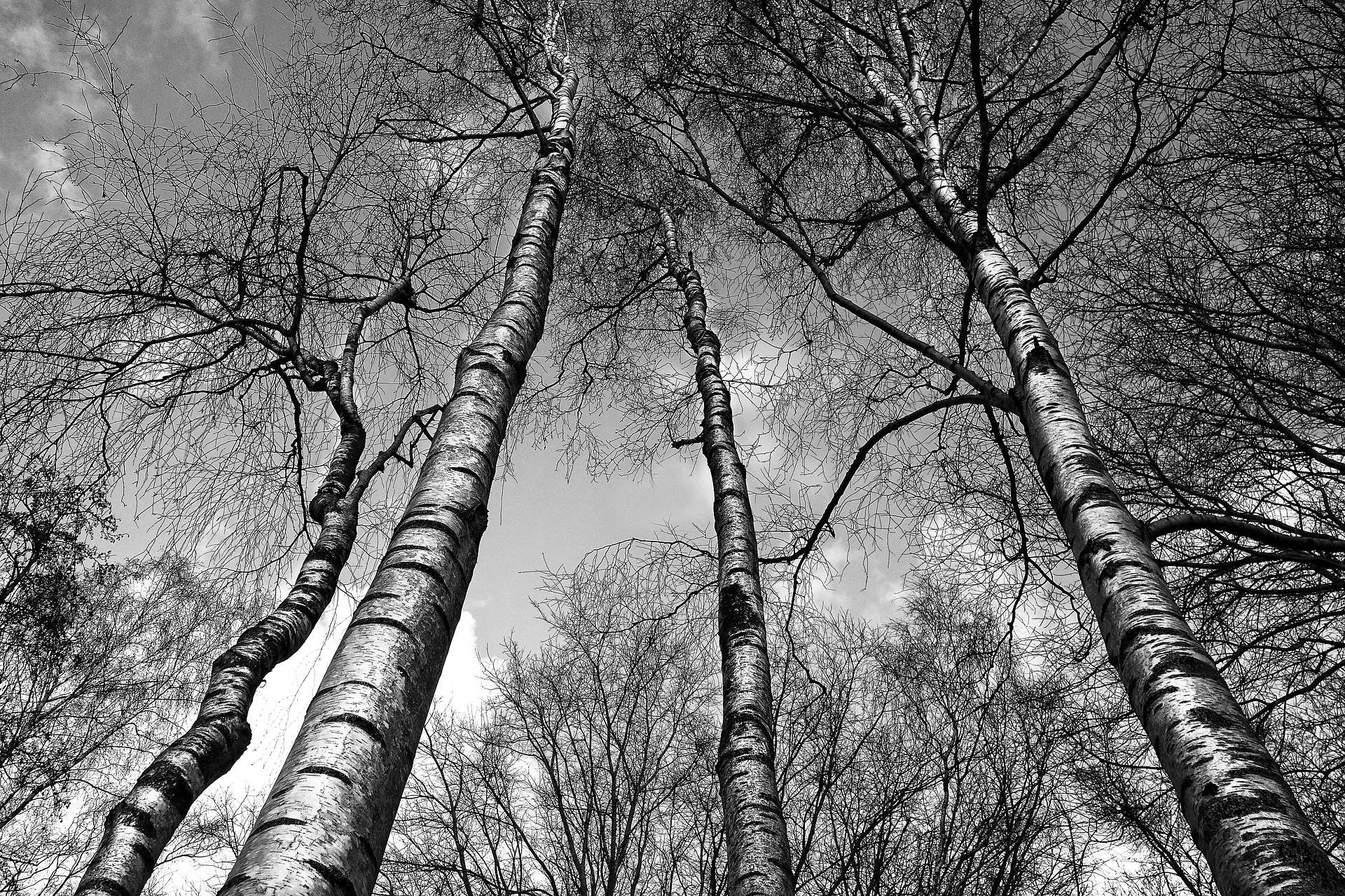 birch-3041856_1920.jpg