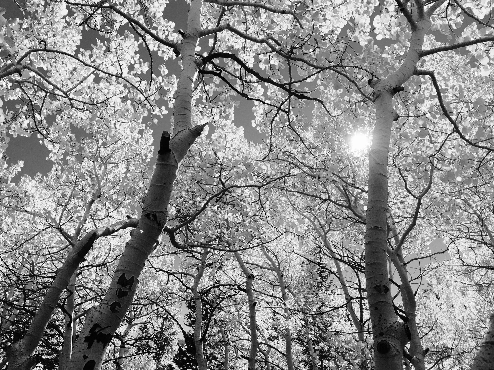 leaves-1363766_1920.jpg