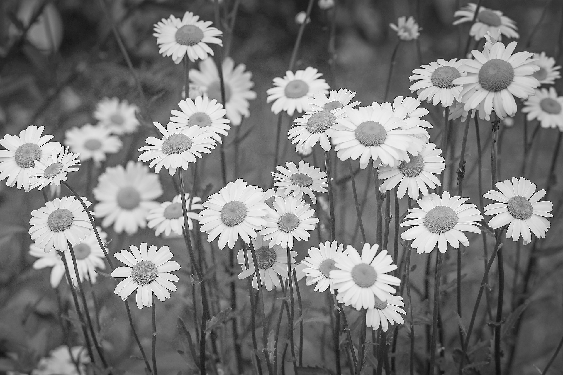 daisies-3439573_1920.jpg