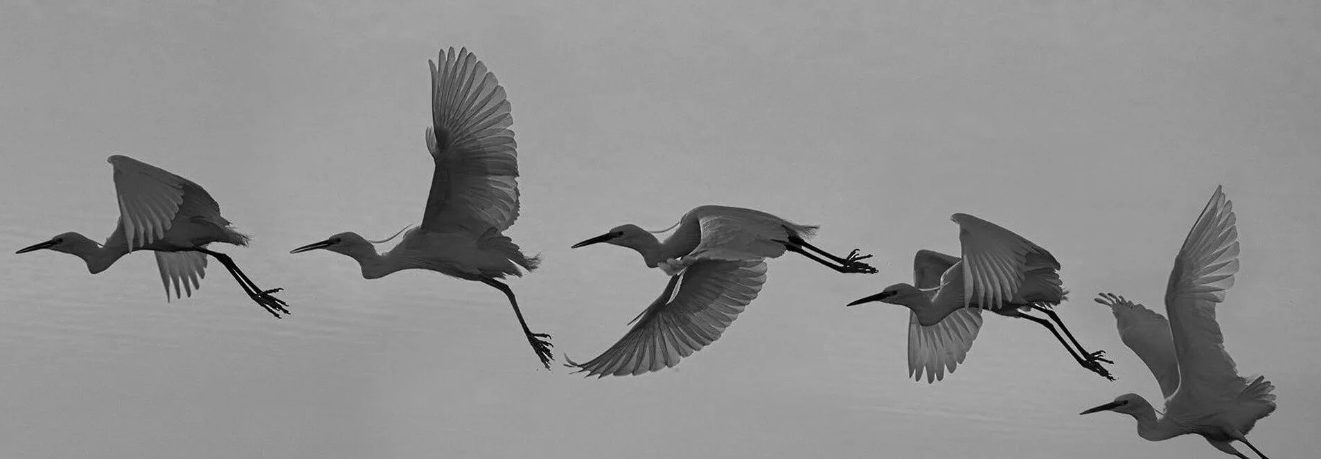 bird cropped.jpg