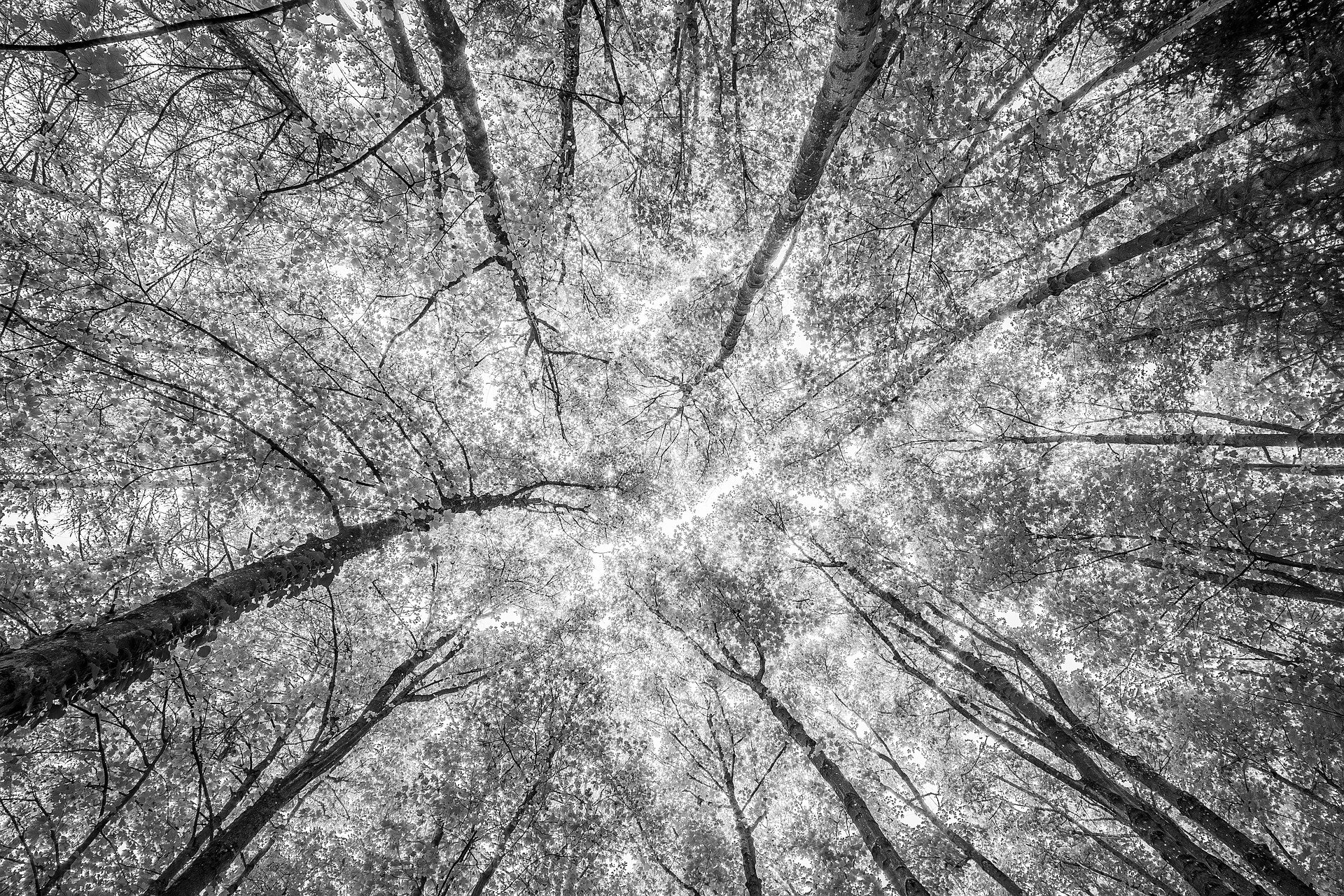 forest-2800784_1920.jpg