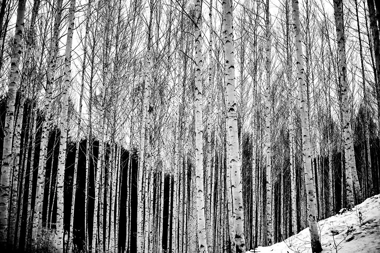 birch-3221566_1280.jpg