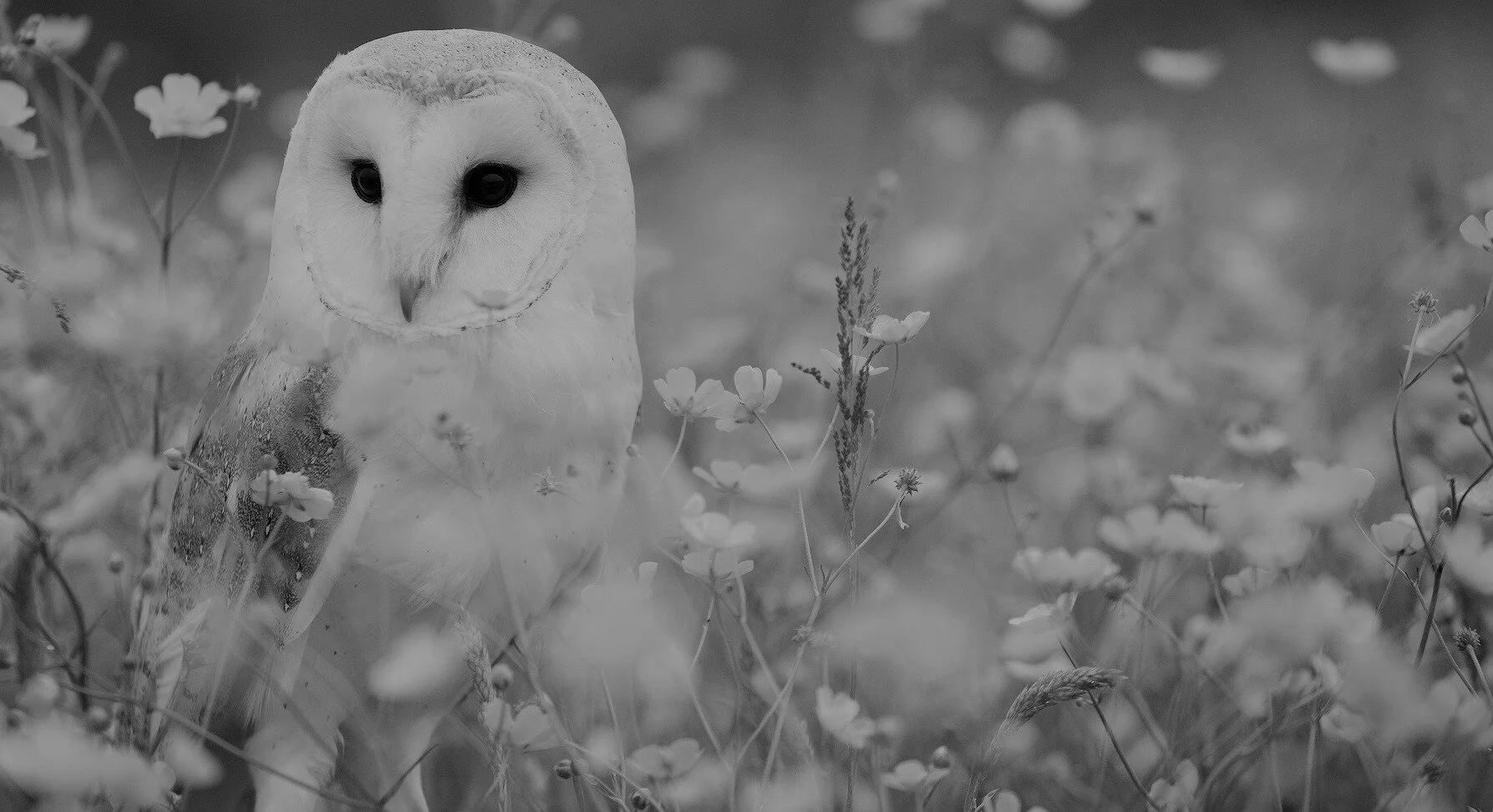 animal-1845060_1920.jpg