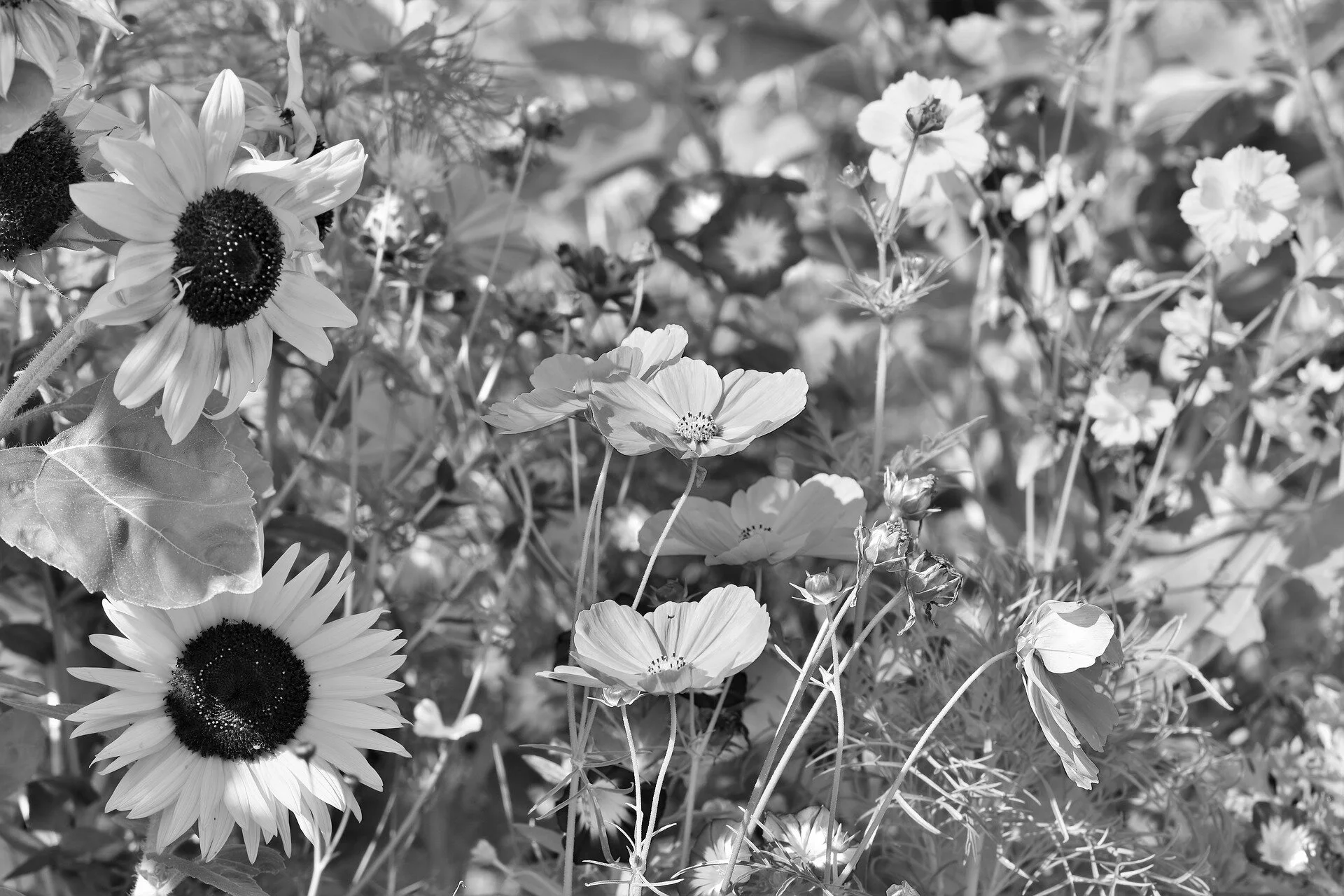 flower-meadow-3598555_1920.jpg