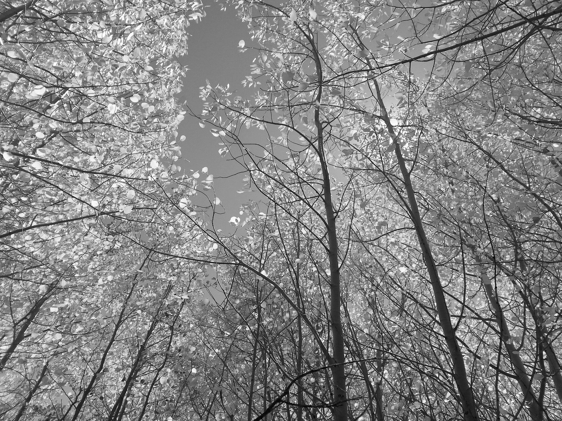 fall-2144507_1920.jpg