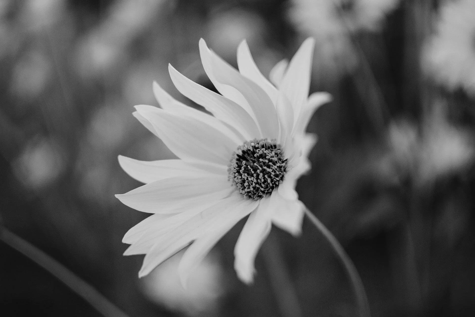 wildflower-984029_1920.jpg