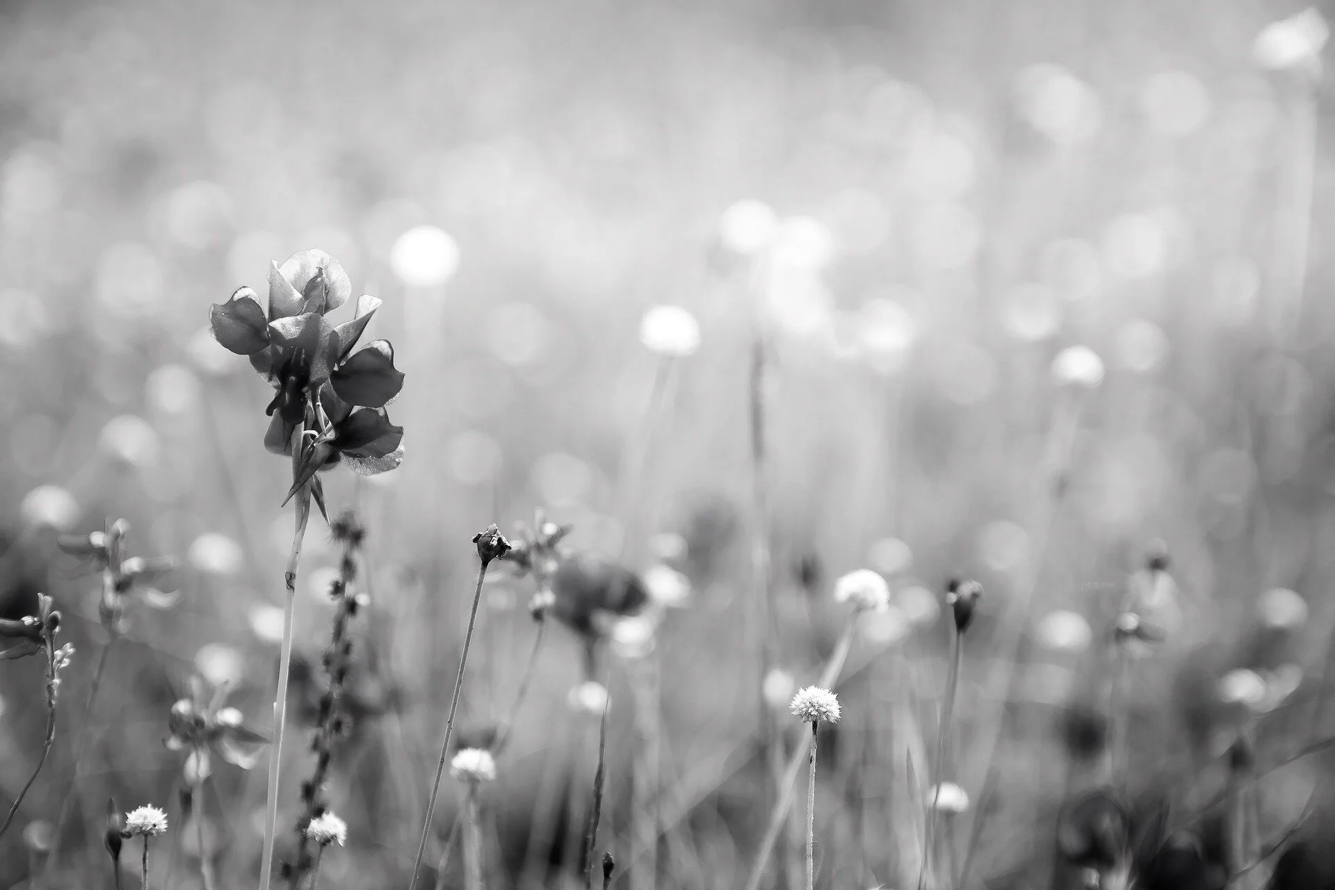 flowers-3182324_1920.jpg