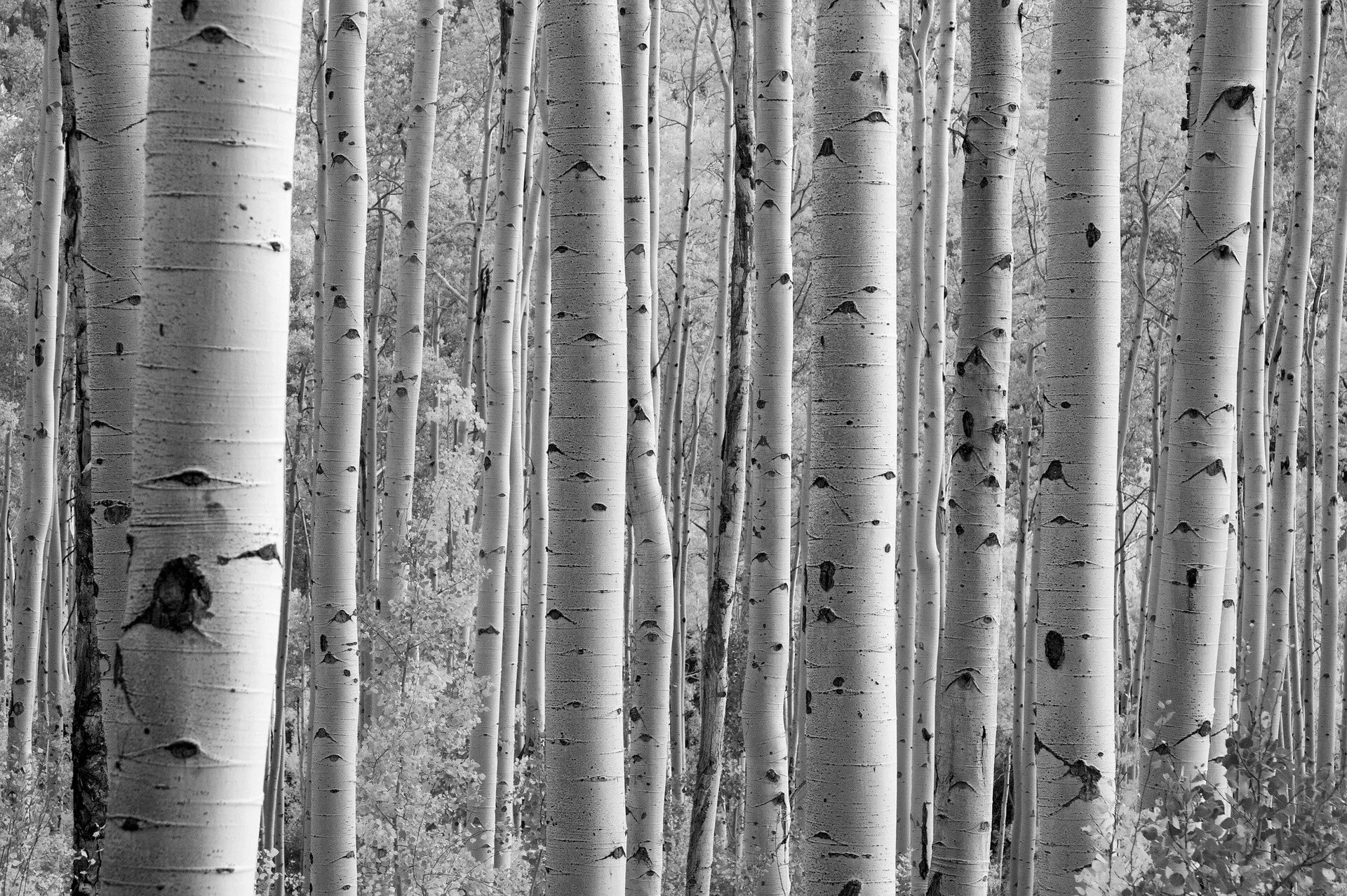 trees-690727_1920.jpg