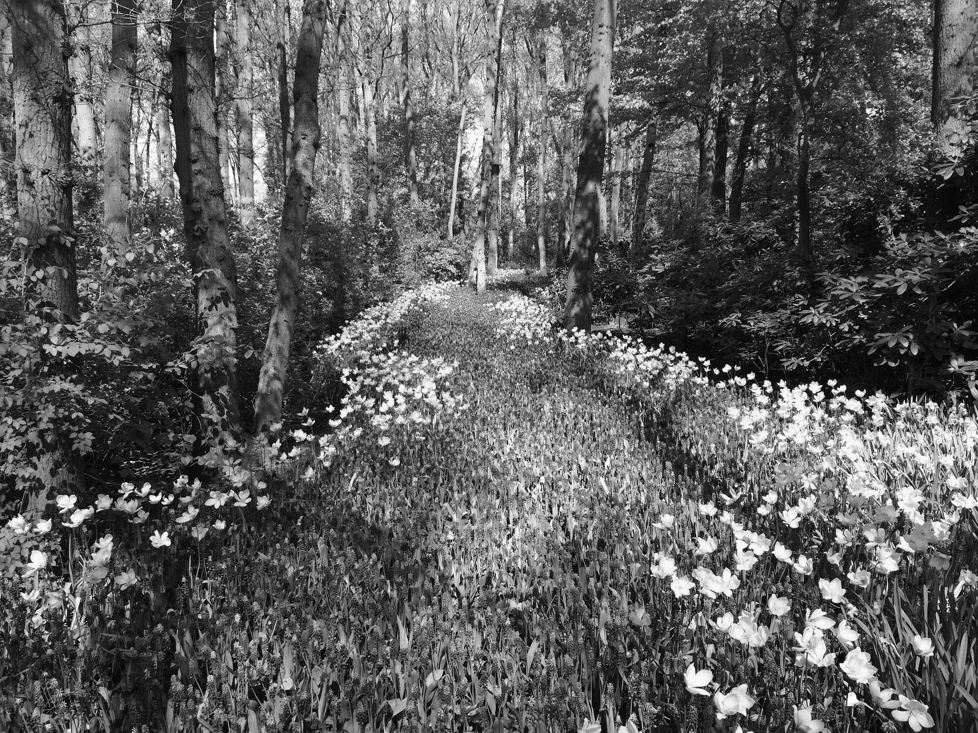 flowers-1246249_1920.jpg