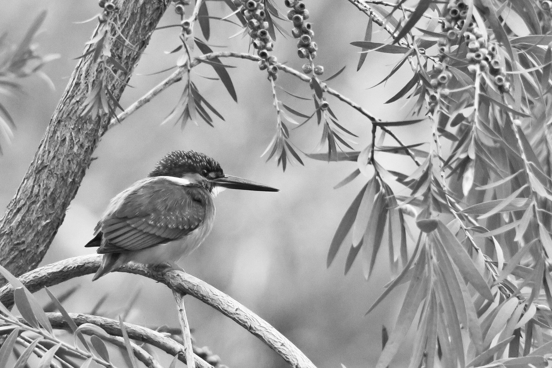 kingfisher-3165725_1920.jpg
