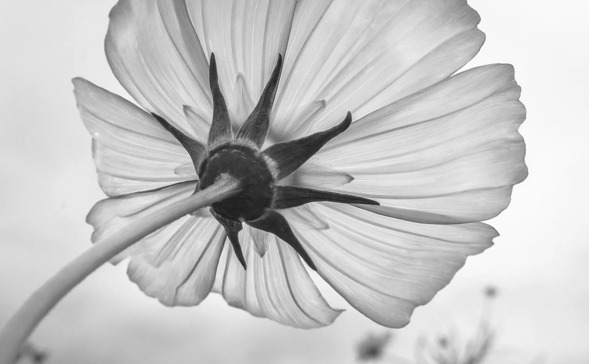 cosmos-1707295_1920.jpg