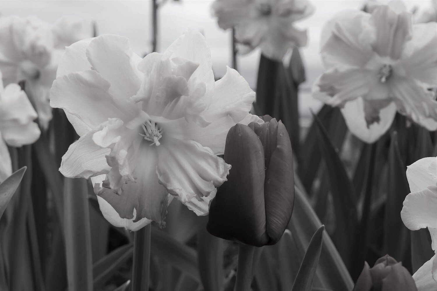 may-flowers-4300536_1920.jpg