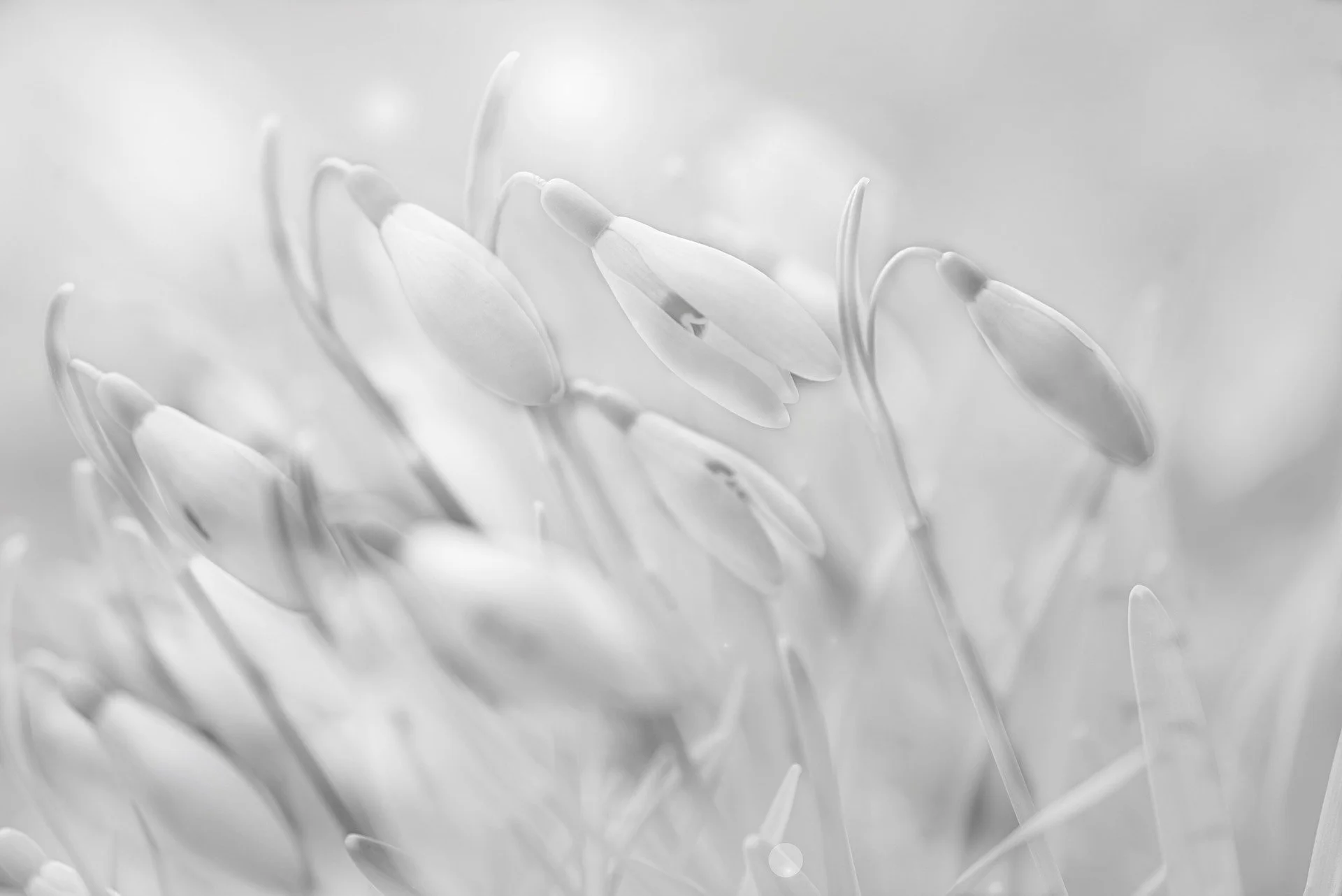 flower-gedaa5008f_1920 copy.jpg