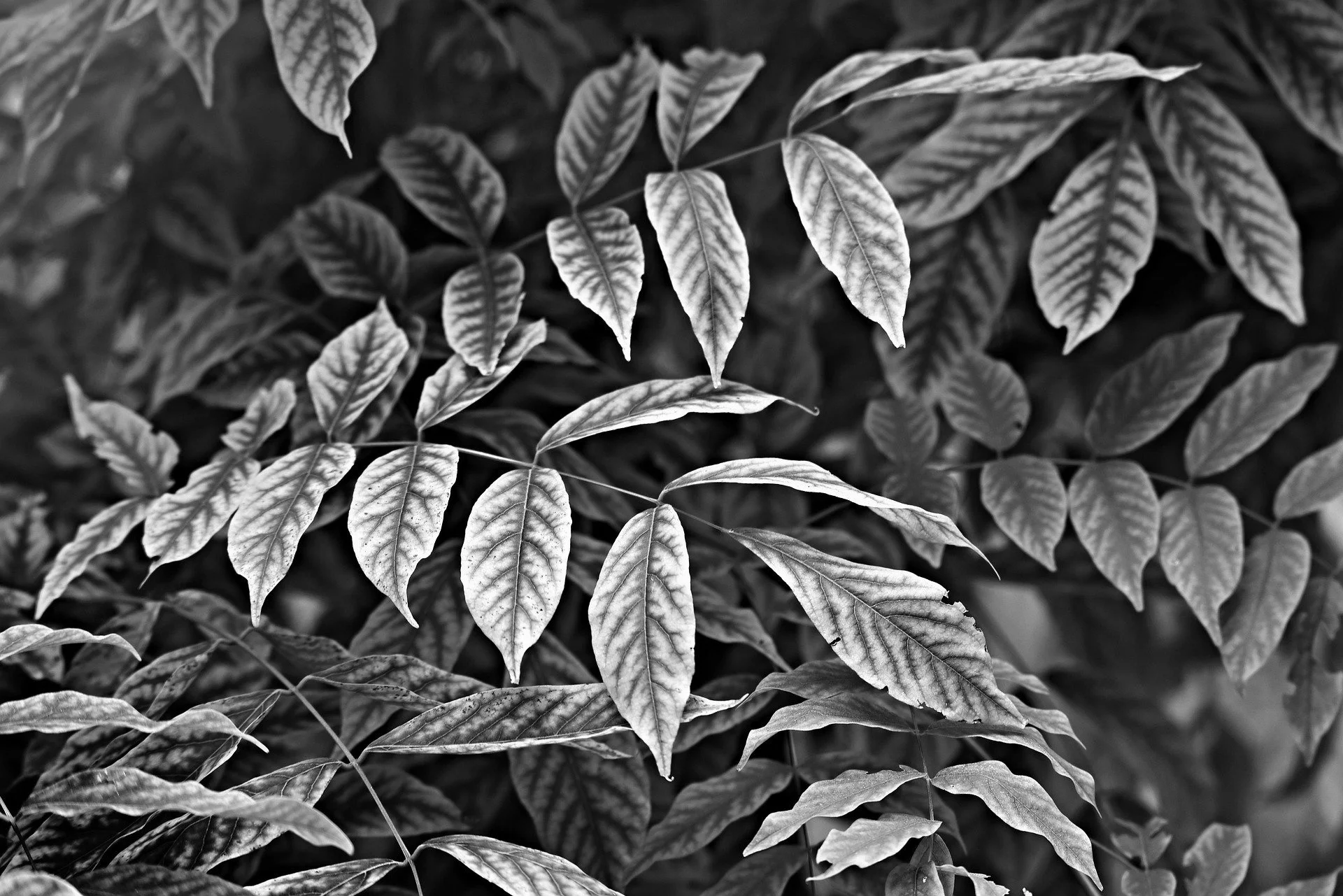 leaves-g4040f27ee_1920.jpg