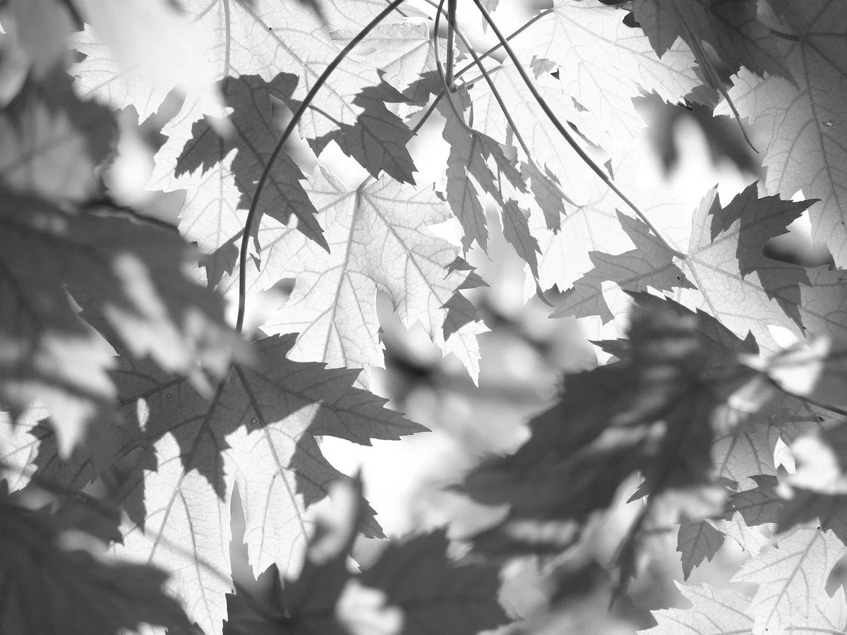 leaves-291024_1920.jpeg