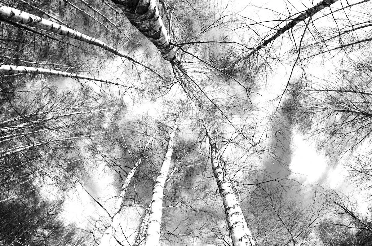birch-trees-260838_1920.jpg