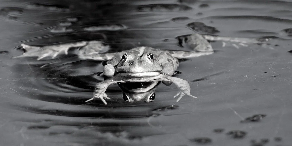 frog-3509388_1920.jpg