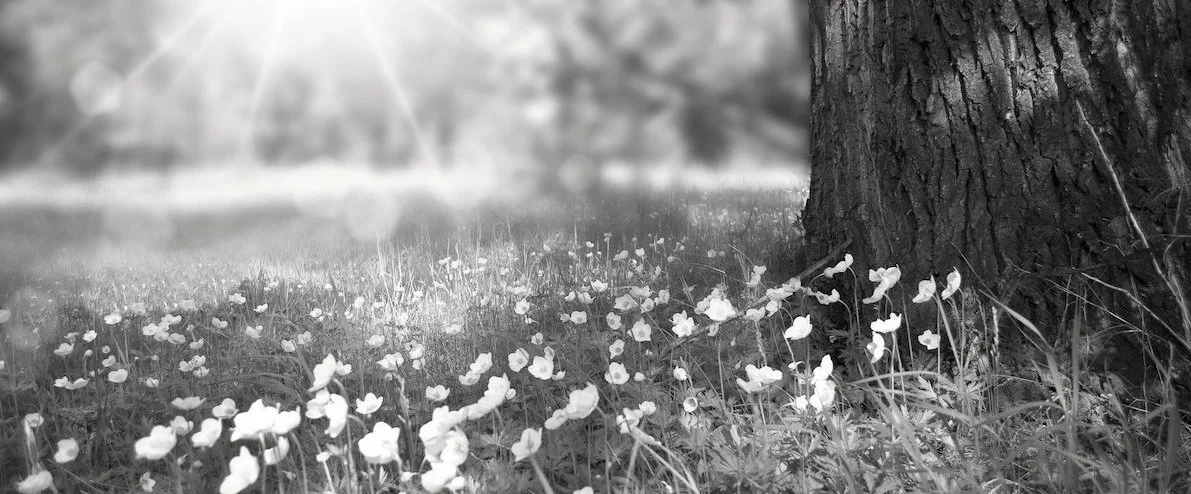 spring-276014_1920.jpg