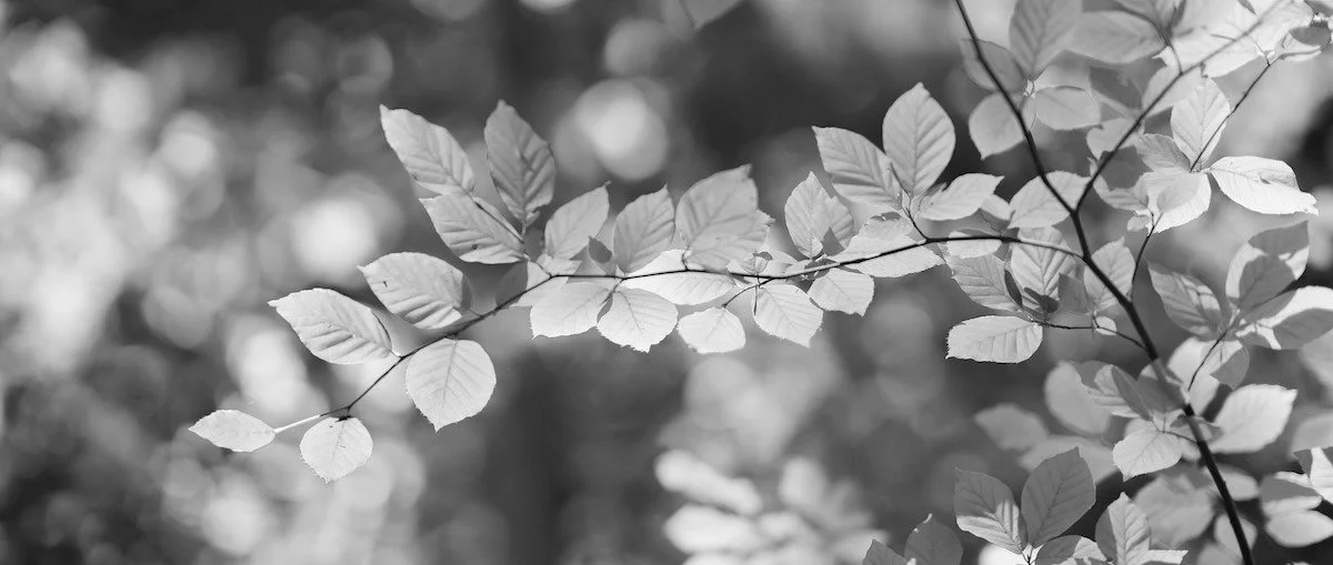 leaves-5340968_1920.jpeg