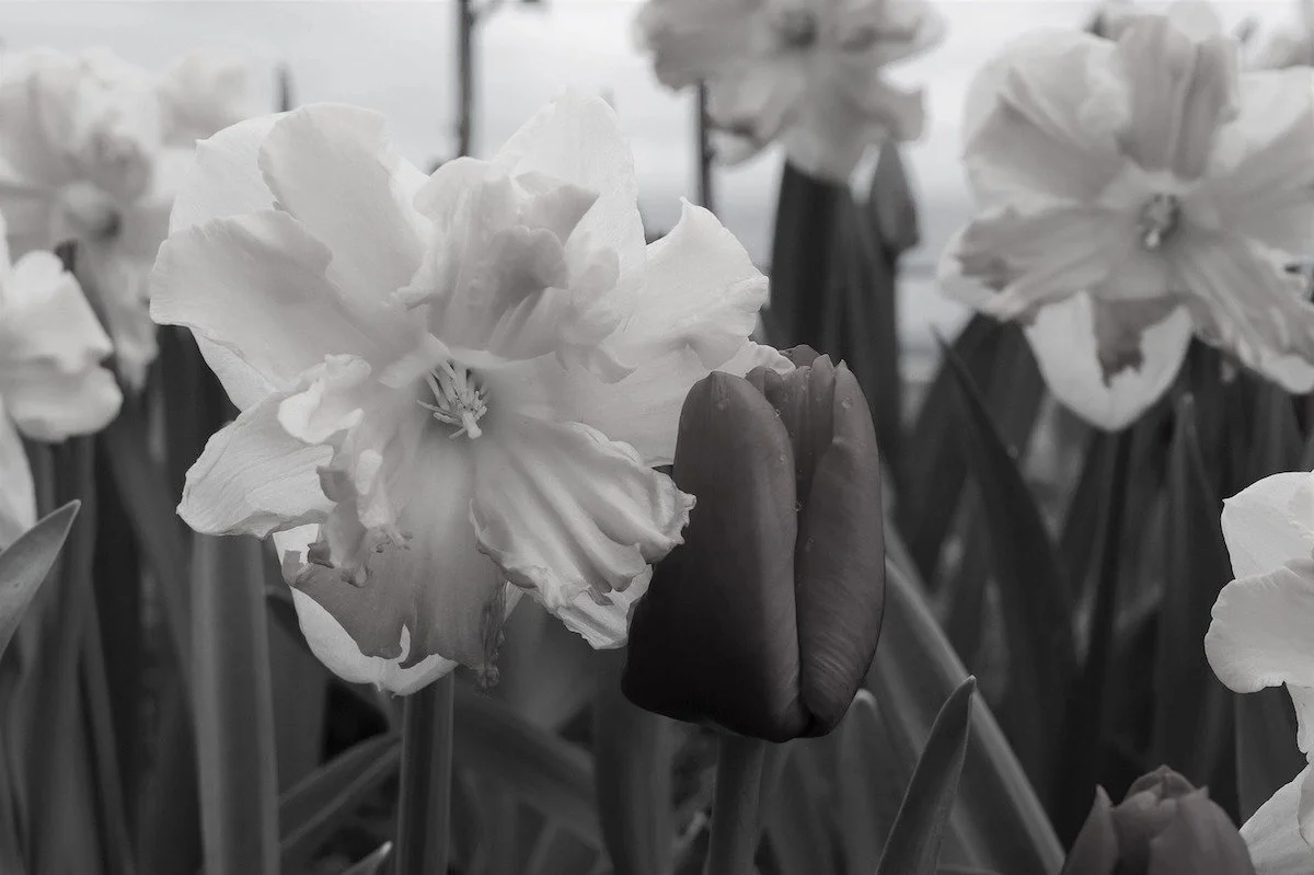 may-flowers-4300536_1920.jpg