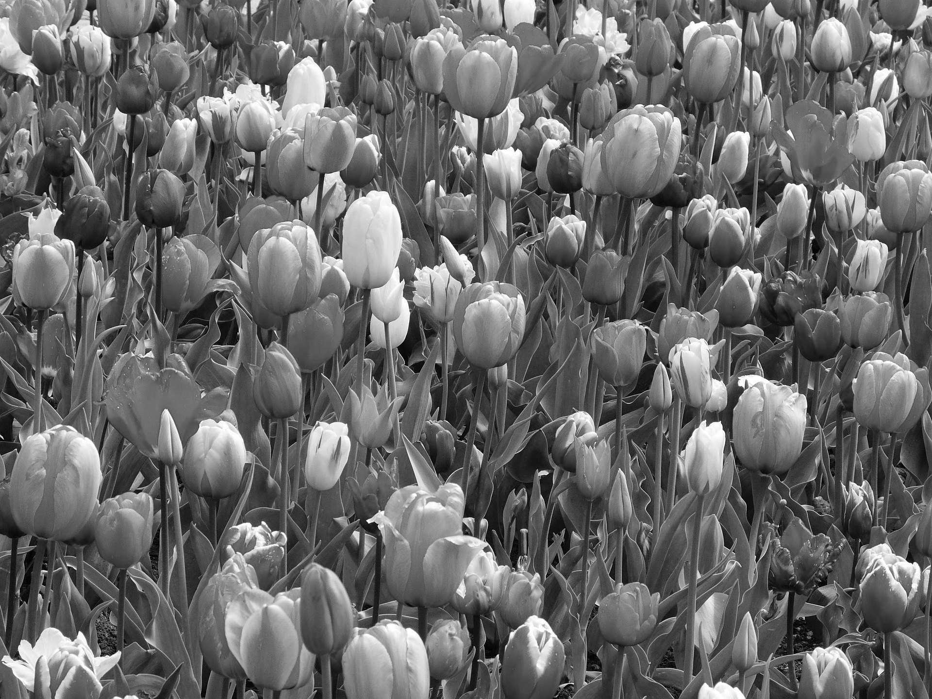 tulips-g524f0236e_1920 copy.jpg