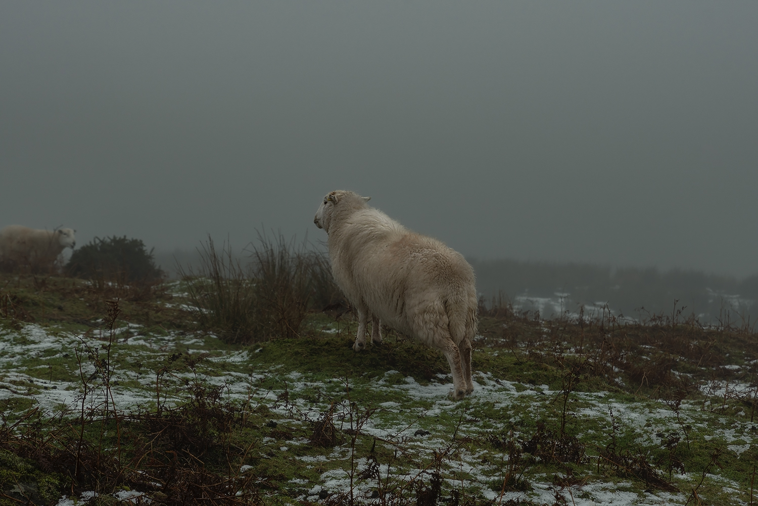 Through the mist ones a sheep.
