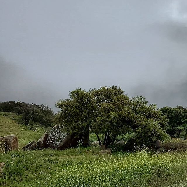 Stormy weather up on the mountain.  See the entire view here 👉 @thedevinery
.
.
.
#spring #nature #storm #clouds #rain #weather #mountains #sandiego #sandiegowine #alpine #southcoastava #zinfandel #ros&eacute; #merlot #roseallday #vineyard #vineyard