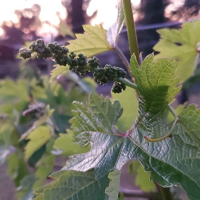 This is one our favorite times of the year.  Watching the dormant vines explode with new growth and catching some of our first #babygrape sightings!
.
.
.
.
.
#sandiego #sandiegowine #alpine #southcoastava #zinfandel #ros&eacute; #merlot #roseallday 