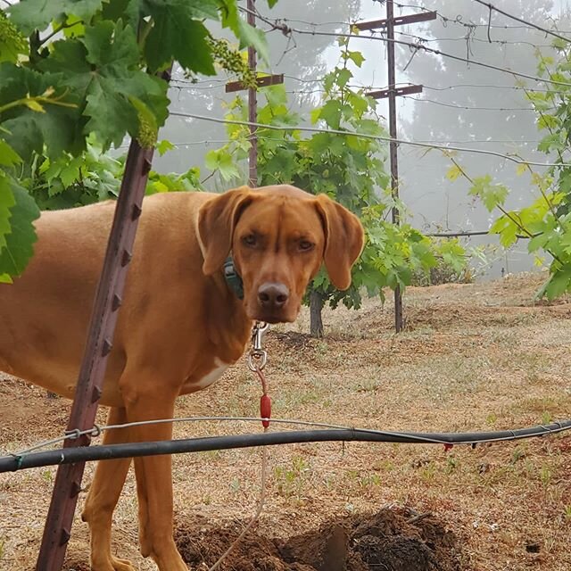 Our vineyard pup is keeping an eye on things. #rhodesianridgeback #vineyarddog
.
.
.
.
.
#alpine #sandiego #sandiegowine #sdcva #southcoastava #vineyard #vineyardlife #springtime #spring #planting #farmerlife #zinfandel #merlot #puppy #dogsofinstagra