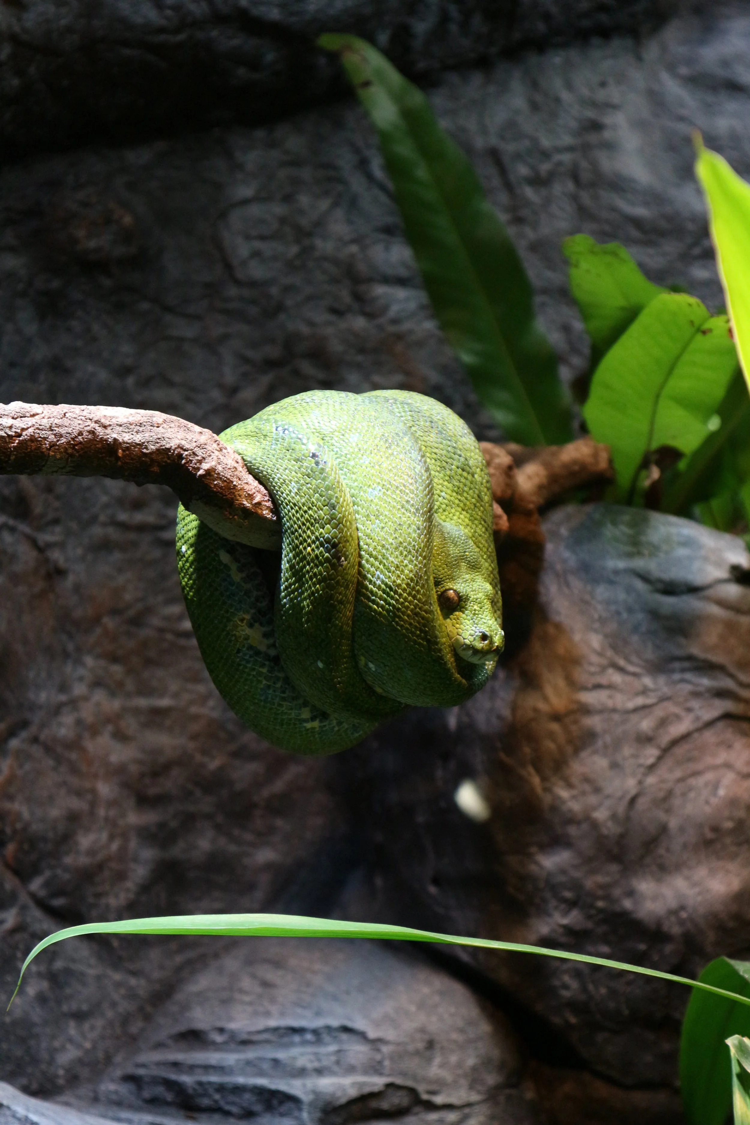 A travel guide to Brisbane, Australia