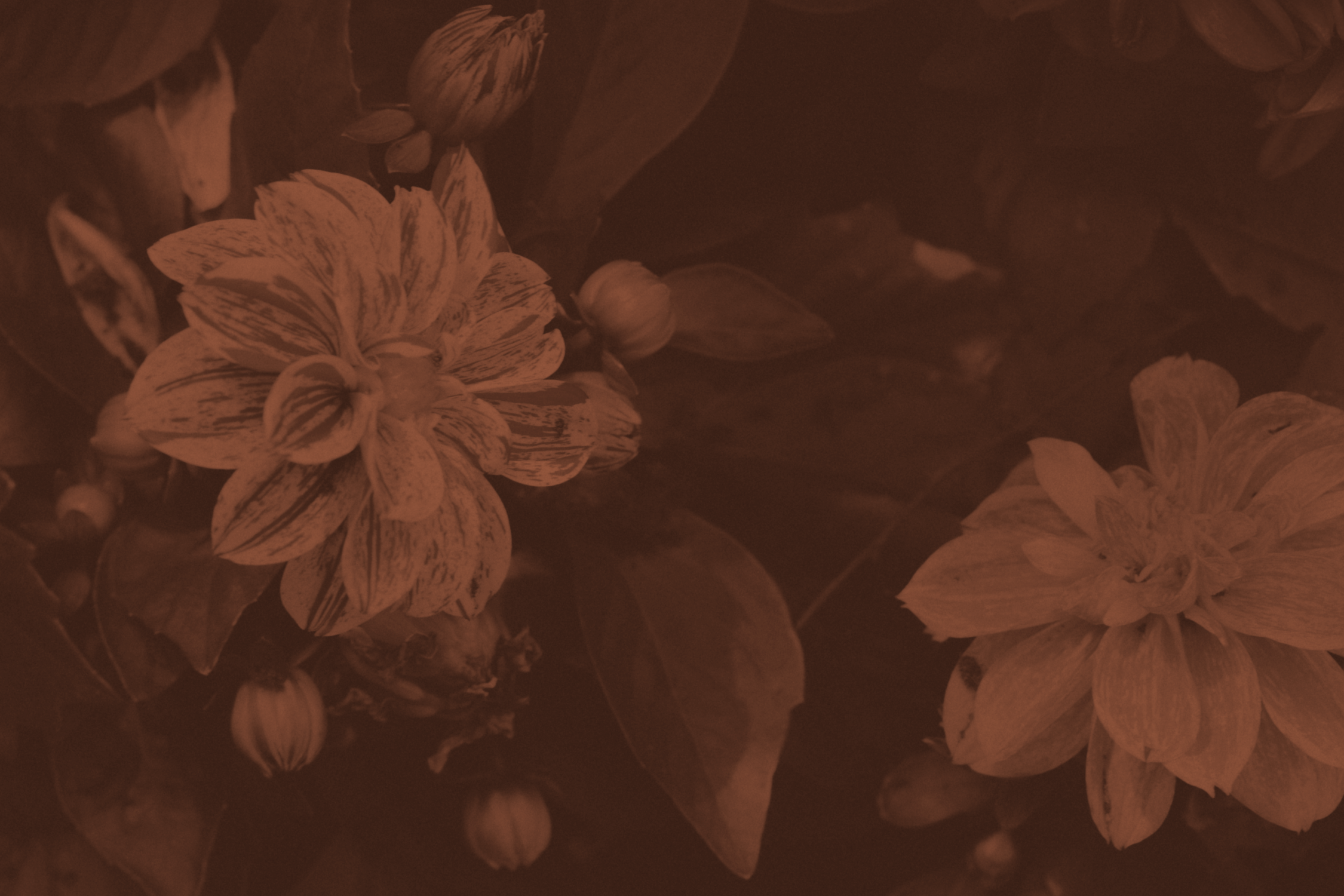ks-header-04.png