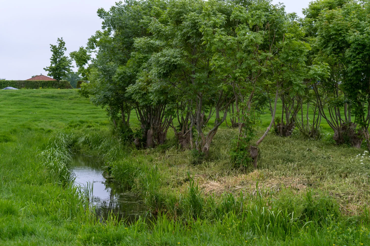 20190521-BenHoogduin-2-9910.jpg