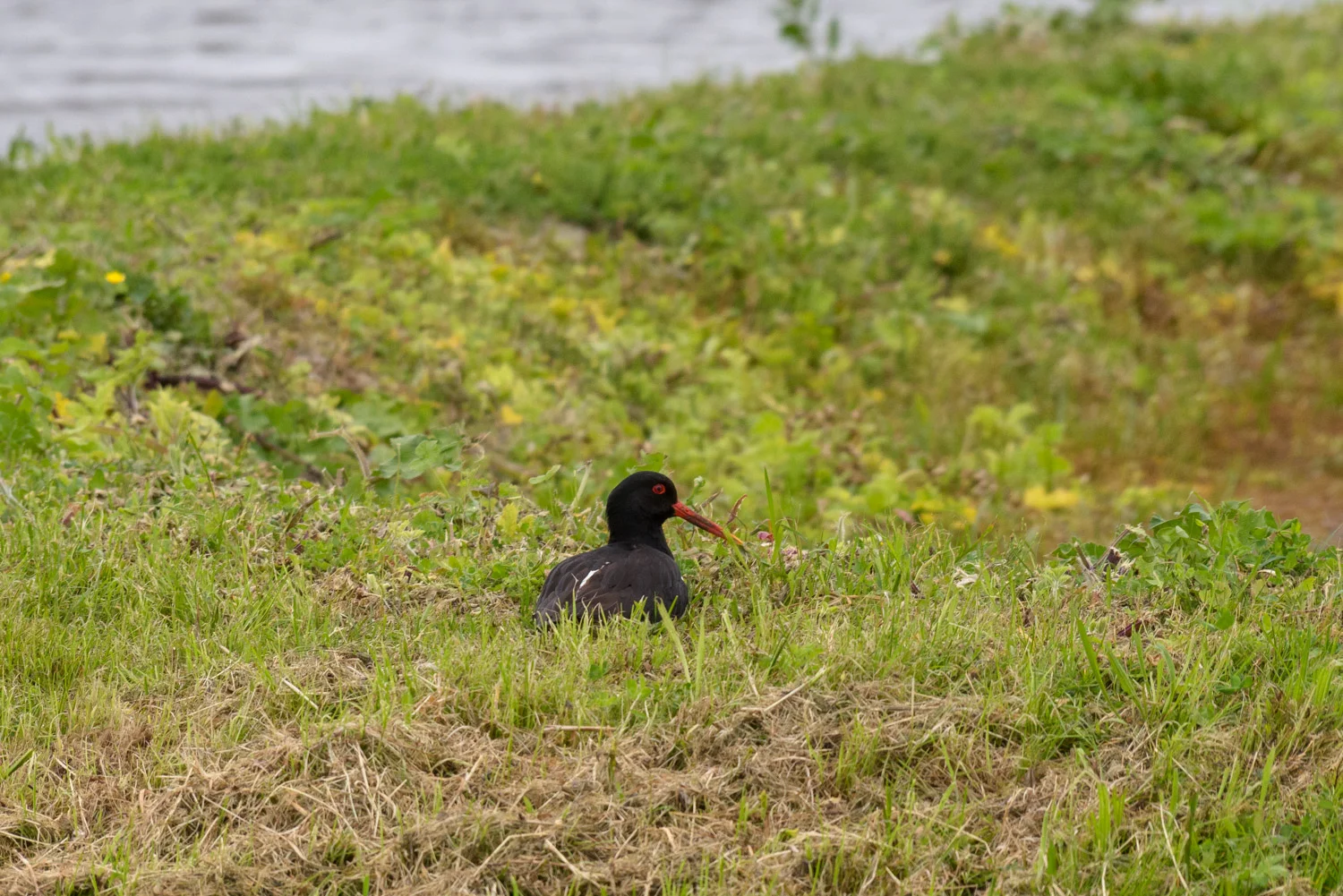 20190521-BenHoogduin-2-0032.jpg