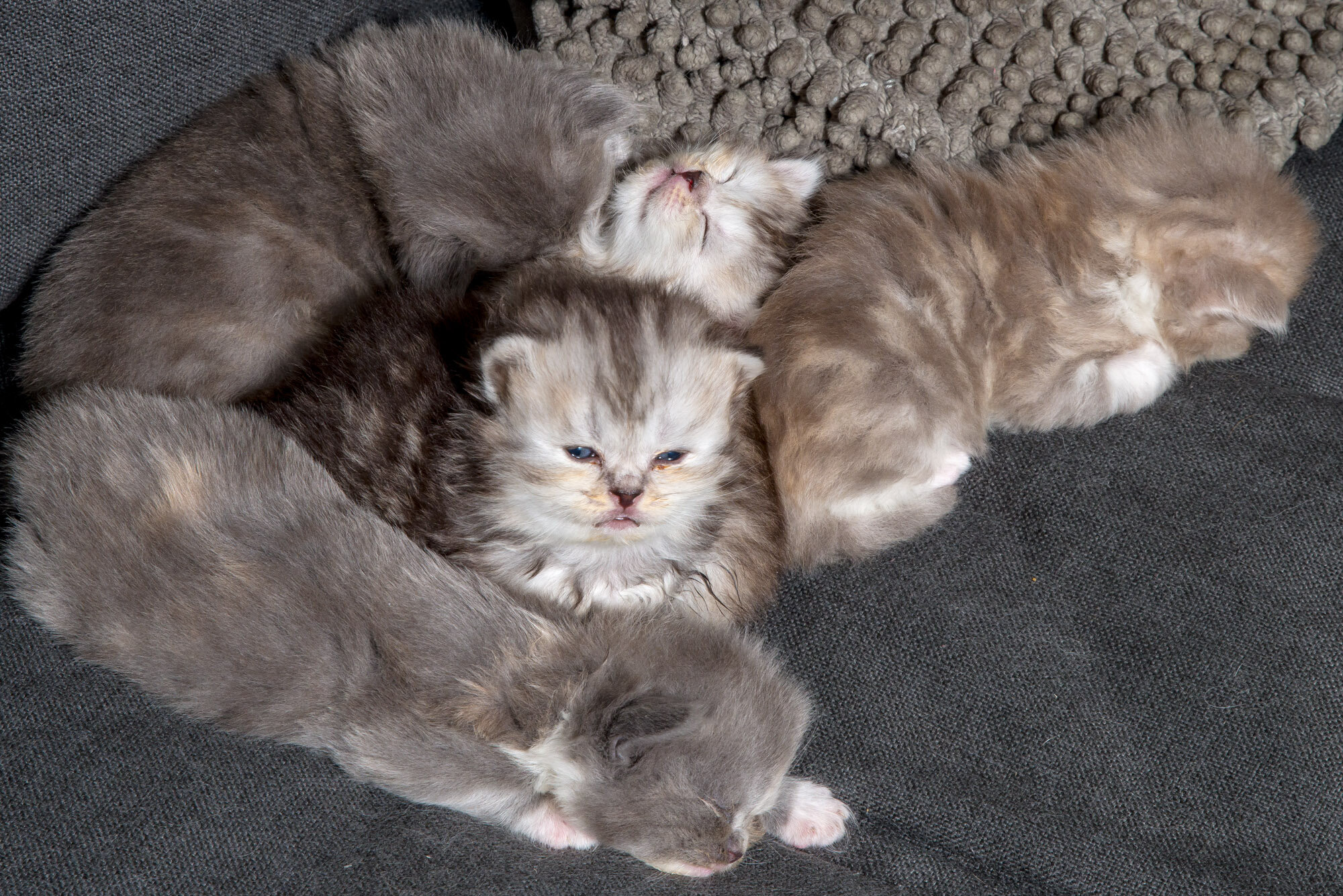 20200528-kittens-7099.jpg