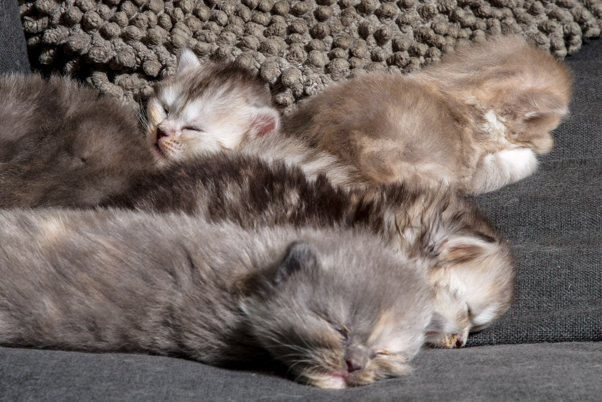 20200528-kittens-7110.jpg