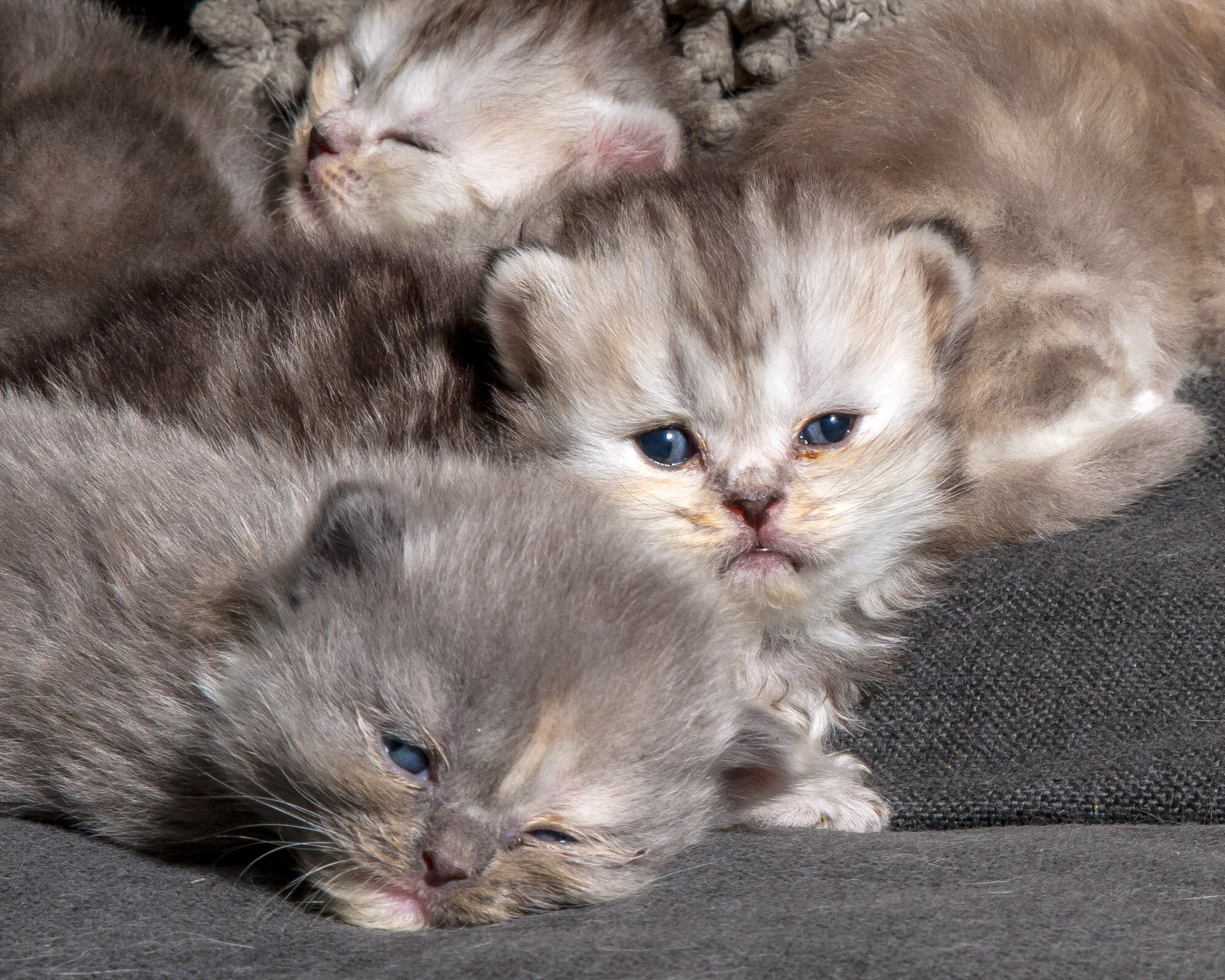 20200528-kittens-7111.jpg