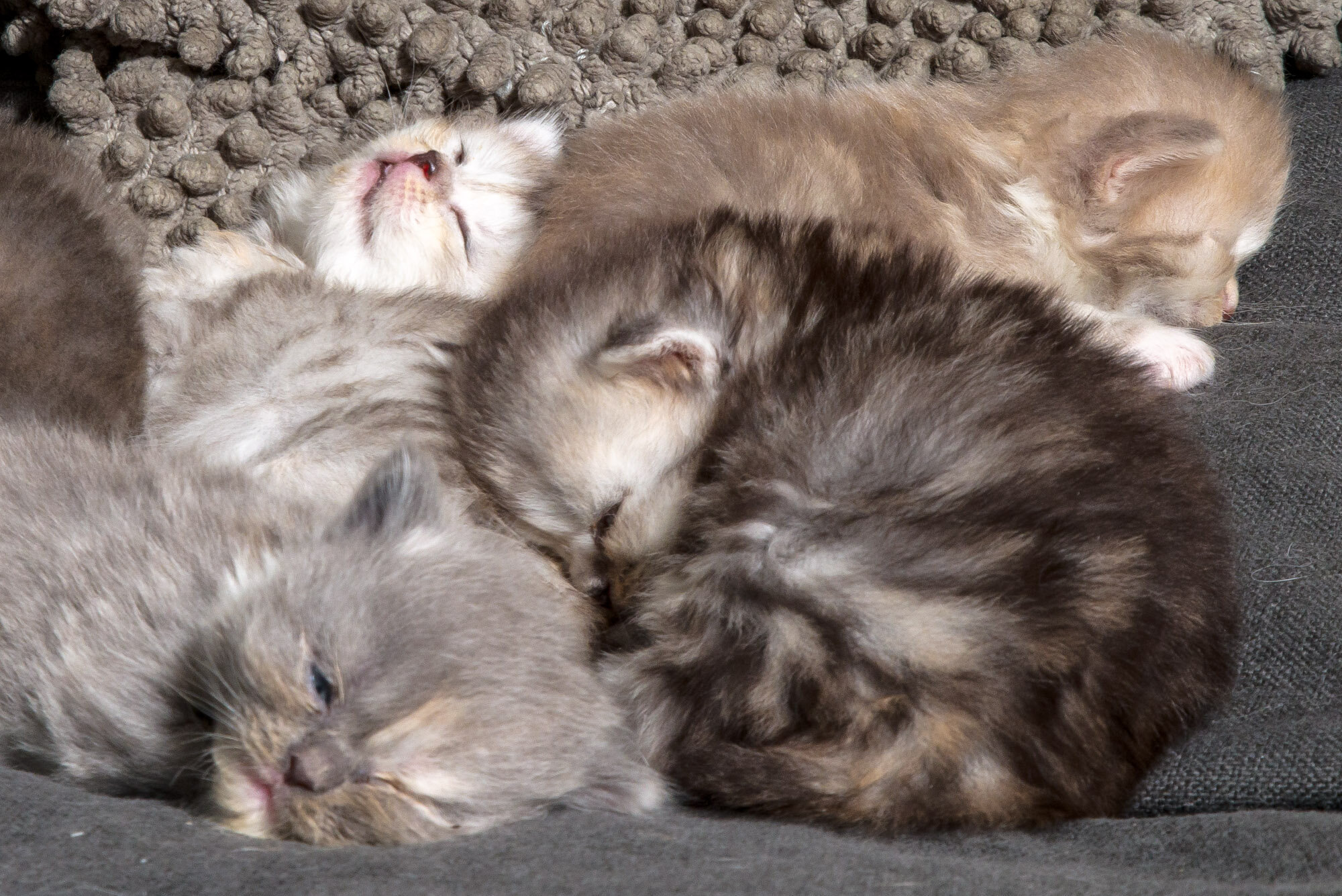 20200528-kittens-7117.jpg