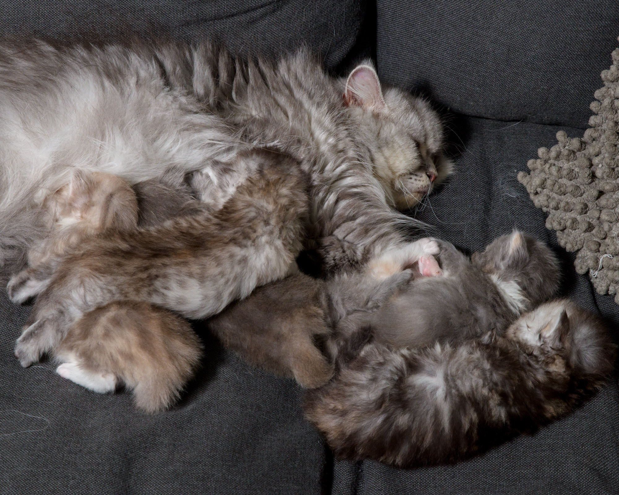 20200528-kittens-7132.jpg