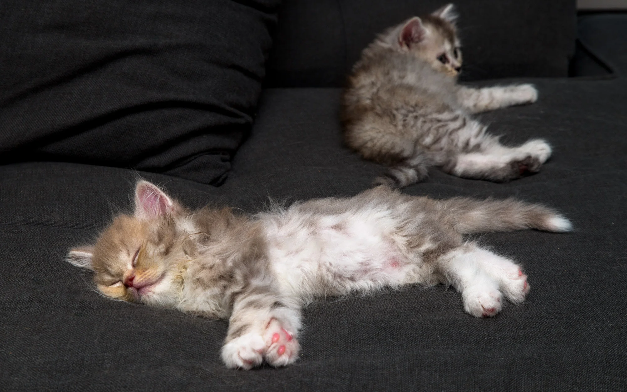 20200625-kittensMyrna-2-7526.jpg
