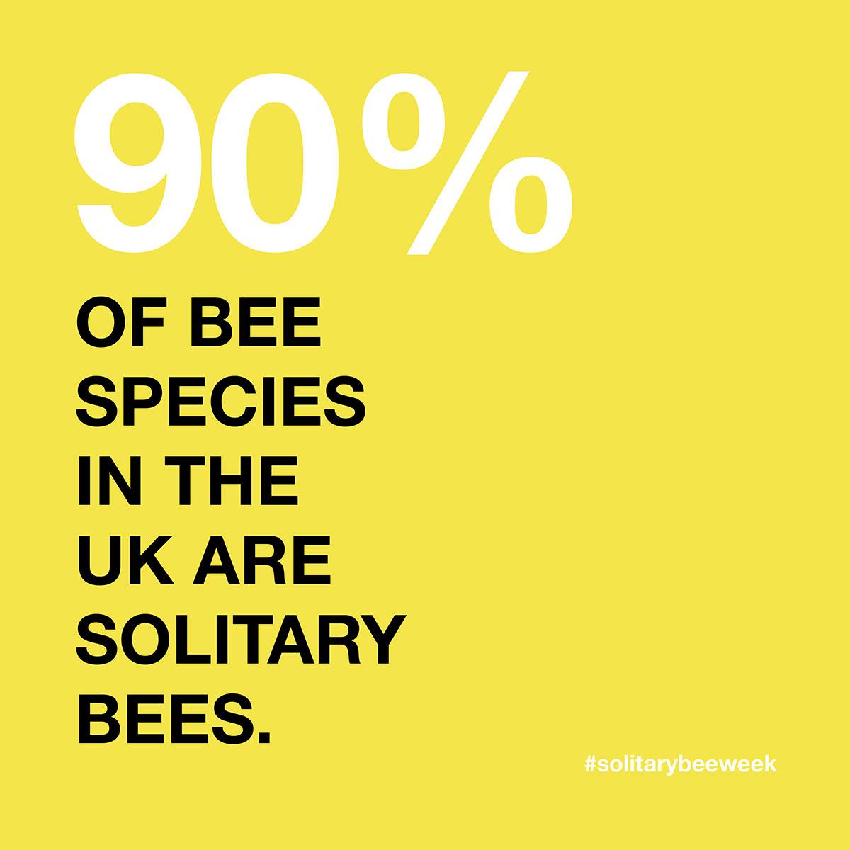 Solitary Bee Week - Creative Campaign