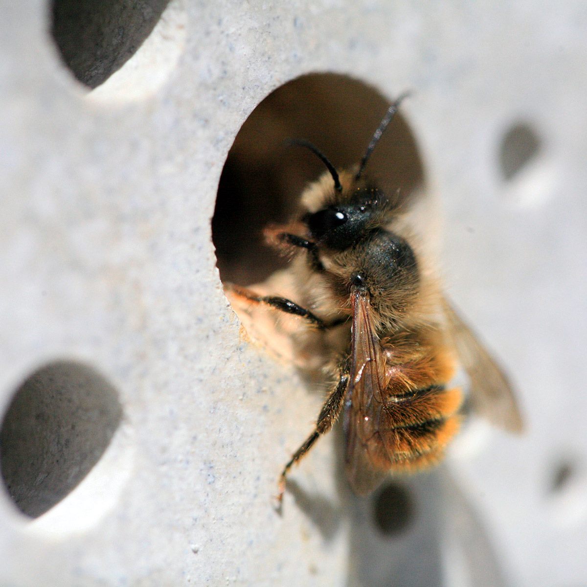 Solitary Bee Week - Creative Campaign