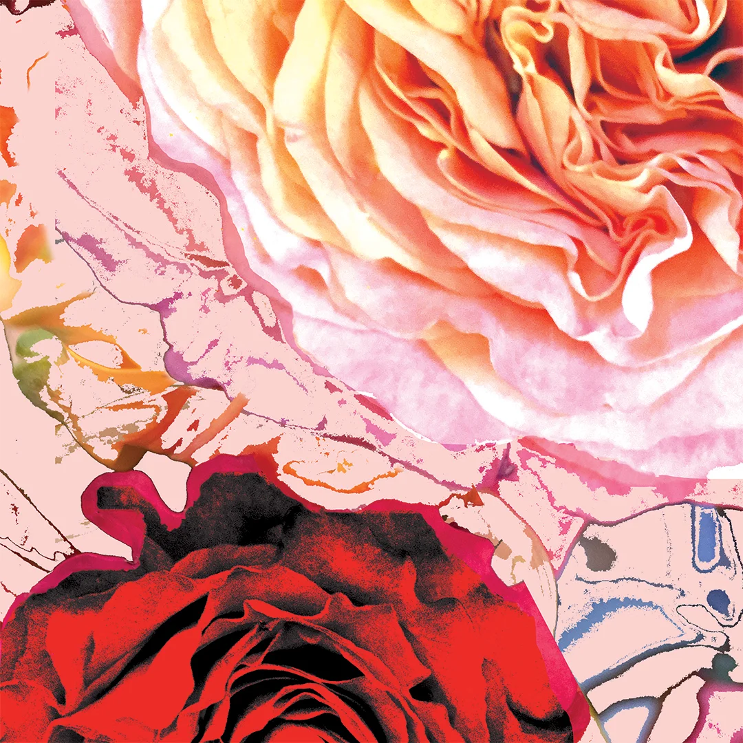LJ_Cacophony of Roses_Pink Red_Macro_Website.jpg