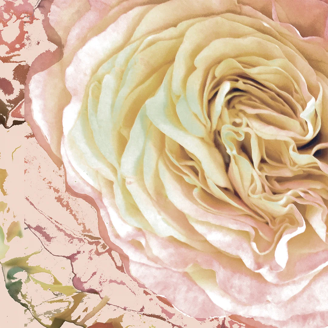 LJ_Cacophony of Roses_Cream Tea_Macro_Website.jpg