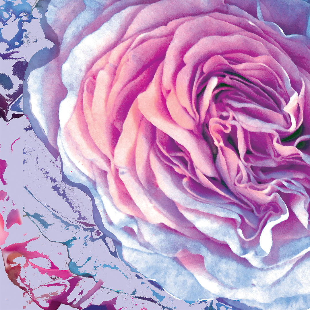 LJ_Cacophony of Roses__Lavender Blue_Macro_Website.jpg