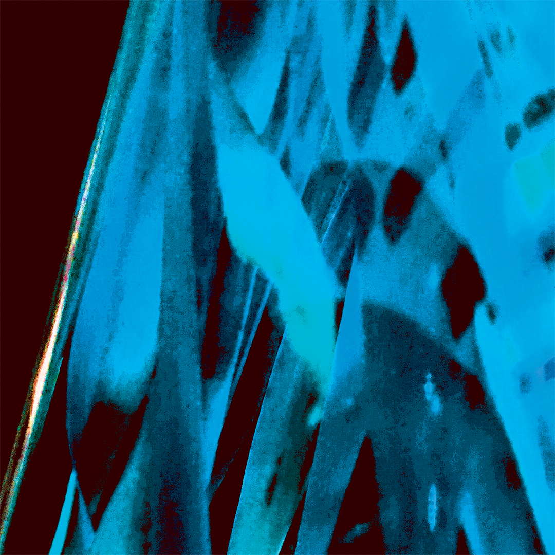 LJ_FireGaze_Blue_Macro_Website.jpg