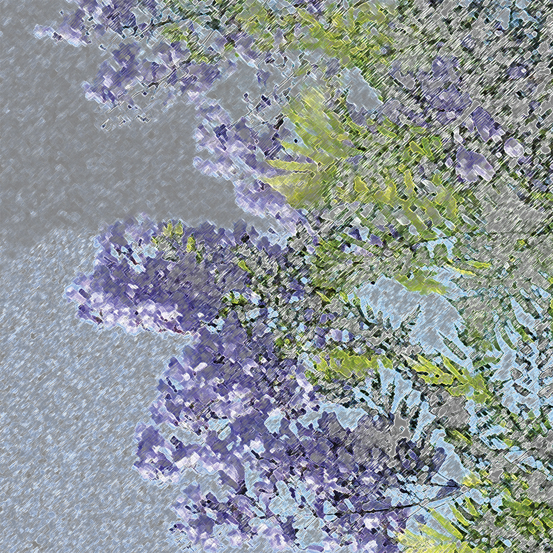 LJ_Jacaranda_Lavender_Macro_website.jpg