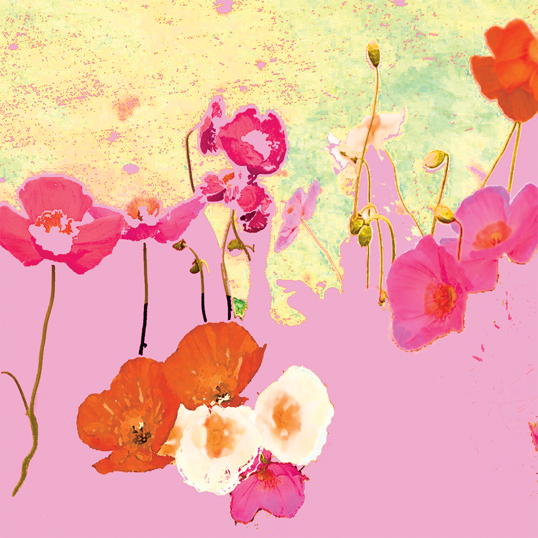 lj_seaofpoppies_macro_pinks_website.jpg