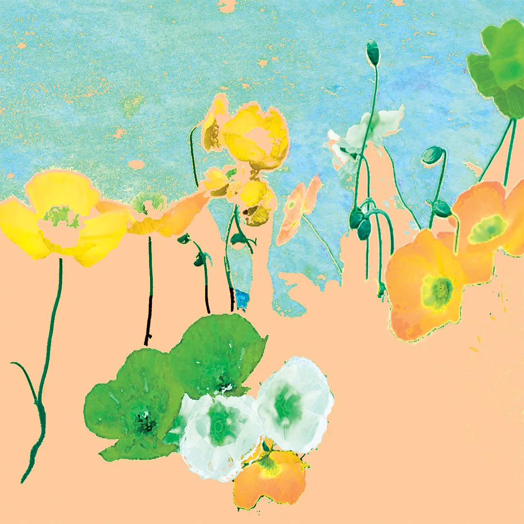 lj_seaofpoppies_macro_seablue_website.jpg