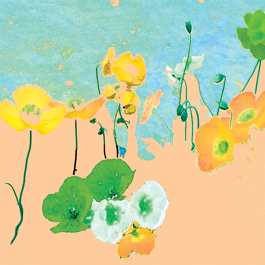lj_seaofpoppies_macro_seablue_website.jpg