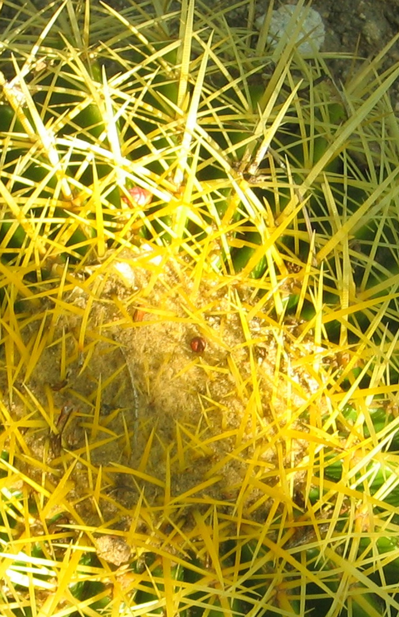 1.Photo_For_CactusSprays.jpg